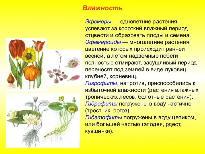 Влажность Эфемеры — однолетние растения, успевают за короткий влажный период отцвести