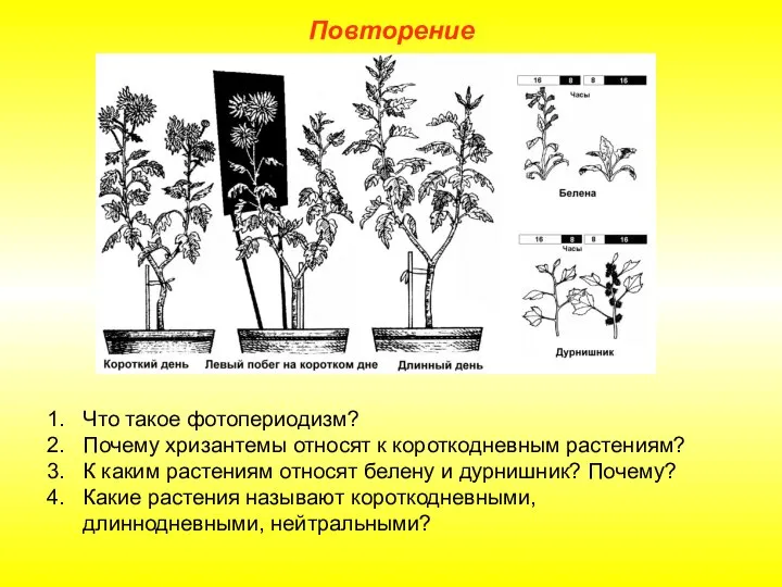 Повторение Что такое фотопериодизм? Почему хризантемы относят к короткодневным растениям? К