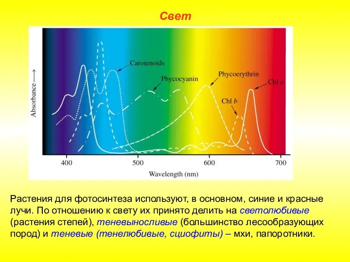 Свет Растения для фотосинтеза используют, в основном, синие и красные лучи.