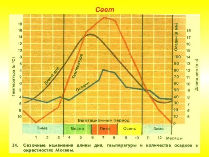 Свет