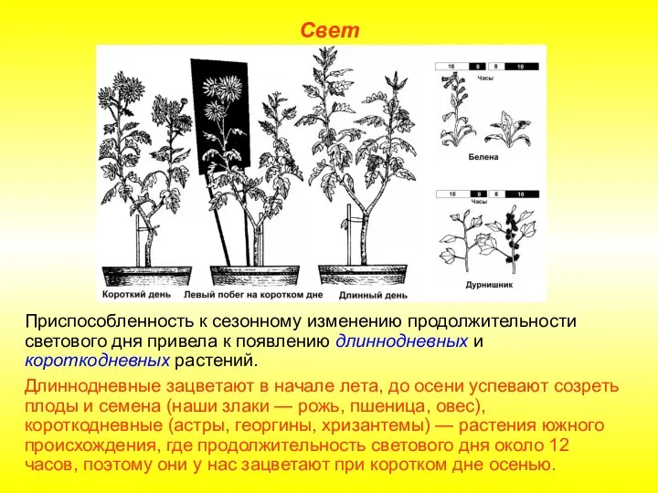 Свет Приспособленность к сезонному изменению продолжительности светового дня привела к появлению