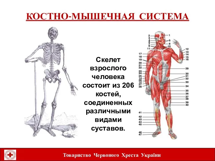 КОСТНО-МЫШЕЧНАЯ СИСТЕМА Товариство Червоного Хреста України Скелет взрослого человека состоит из