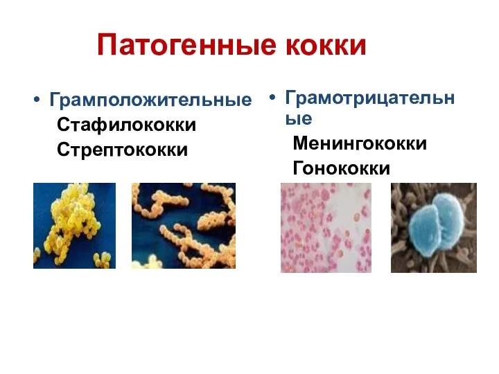 Патогенные кокки Грамположительные Стафилококки Стрептококки Грамотрицательные Менингококки Гонококки