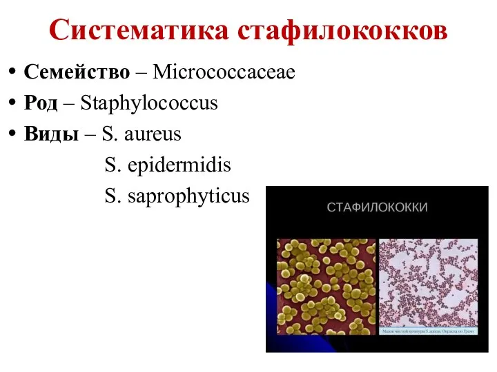 Систематика стафилококков Семейство – Micrococcacеae Род – Staphylococcus Виды – S. aureus S. epidermidis S. saprophyticus