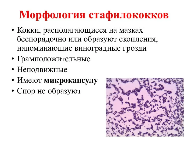 Морфология стафилококков Кокки, располагающиеся на мазках беспорядочно или образуют скопления, напоминающие