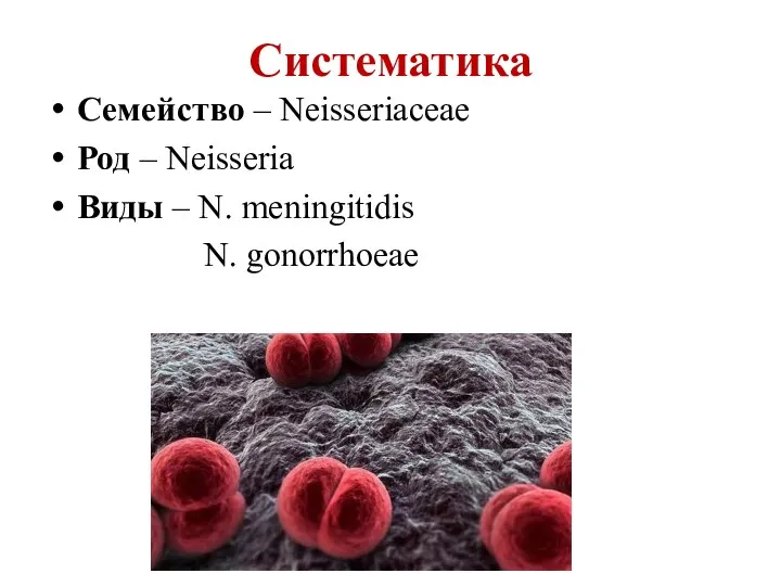 Систематика Семейство – Neisseriaceae Род – Neisseria Виды – N. meningitidis N. gonorrhoeae