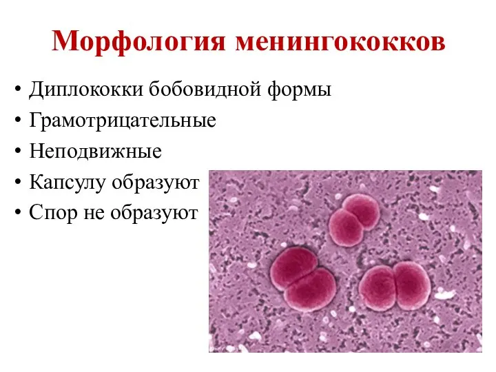 Морфология менингококков Диплококки бобовидной формы Грамотрицательные Неподвижные Капсулу образуют Спор не образуют