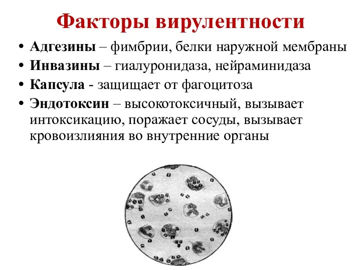 Факторы вирулентности Адгезины – фимбрии, белки наружной мембраны Инвазины – гиалуронидаза,