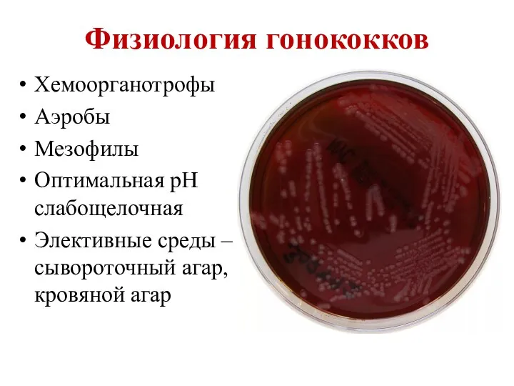 Физиология гонококков Хемоорганотрофы Аэробы Мезофилы Оптимальная рН слабощелочная Элективные среды – сывороточный агар, кровяной агар