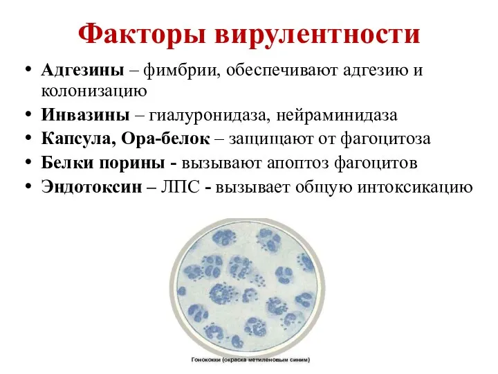 Факторы вирулентности Адгезины – фимбрии, обеспечивают адгезию и колонизацию Инвазины –