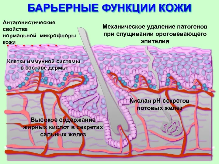 Кислая рН секретов потовых желез Высокое содержание жирных кислот в секретах