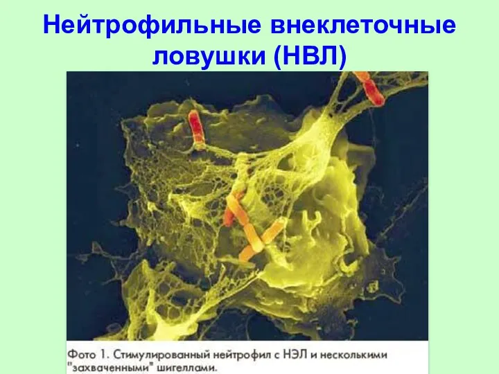 Нейтрофильные внеклеточные ловушки (НВЛ)