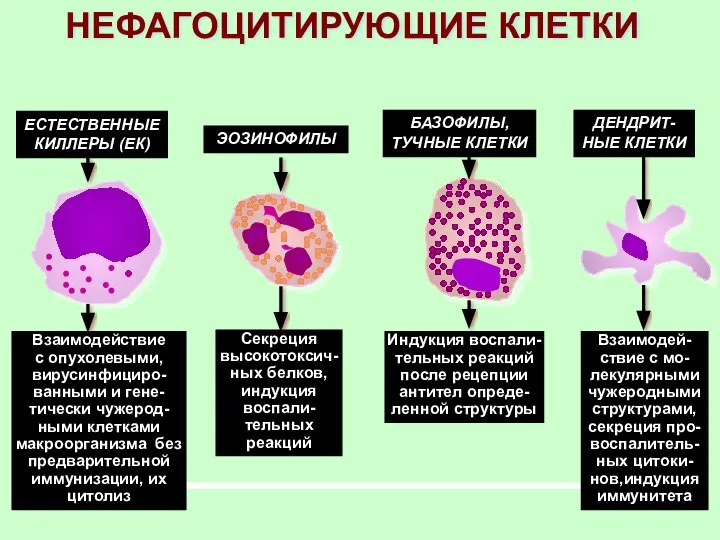 НЕФАГОЦИТИРУЮЩИЕ КЛЕТКИ ЕСТЕСТВЕННЫЕ КИЛЛЕРЫ (ЕК) ЭОЗИНОФИЛЫ БАЗОФИЛЫ, ТУЧНЫЕ КЛЕТКИ Взаимодействие с