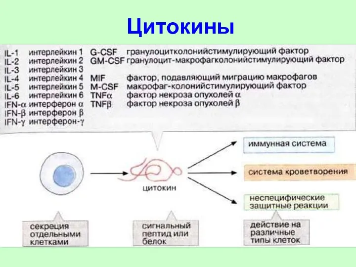 Цитокины