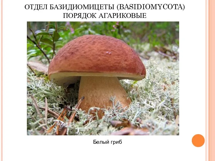 Белый гриб ОТДЕЛ БАЗИДИОМИЦЕТЫ (BASIDIOMYCOTA) ПОРЯДОК АГАРИКОВЫЕ