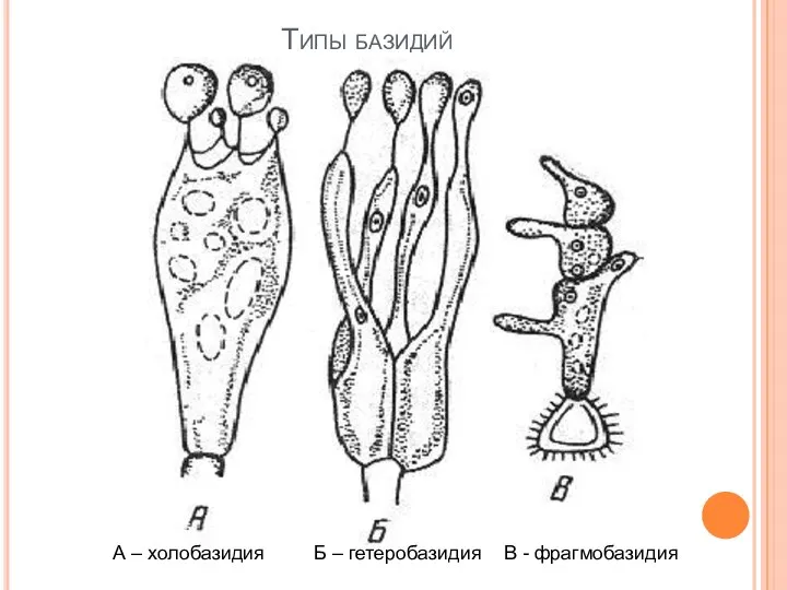 Типы базидий А – холобазидия Б – гетеробазидия В - фрагмобазидия