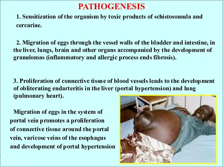 PATHOGENESIS 1. Sensitization of the organism by toxic products of schistosomula