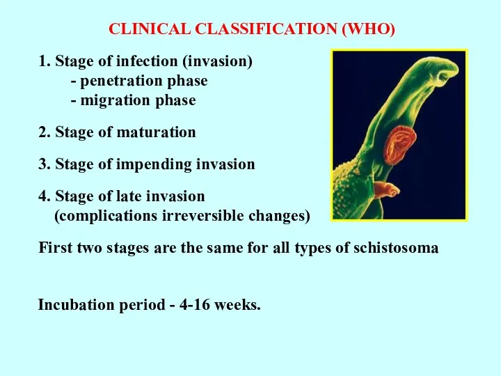 CLINICAL CLASSIFICATION (WHO) 1. Stage of infection (invasion) - penetration phase