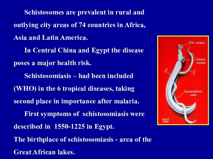 Schistosomes are prevalent in rural and outlying city areas of 74