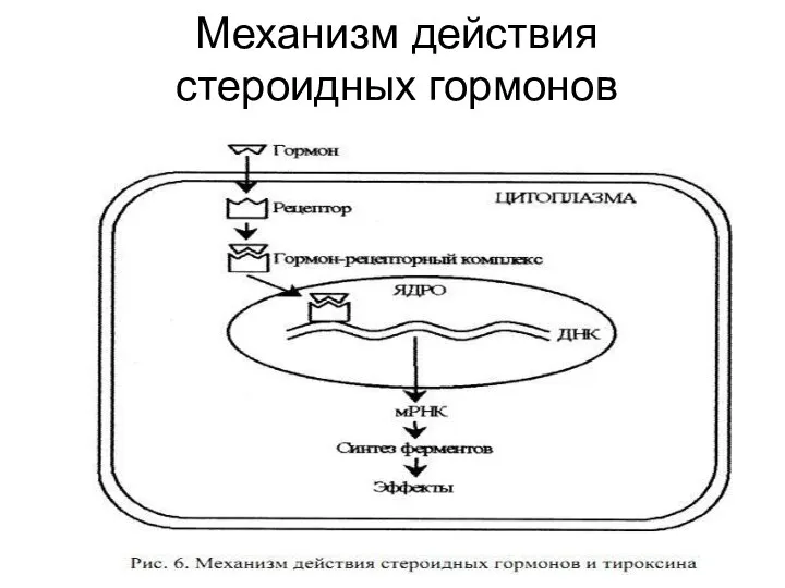 Механизм действия стероидных гормонов