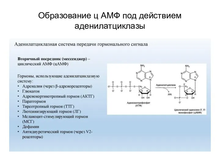 Образование ц АМФ под действием аденилатциклазы