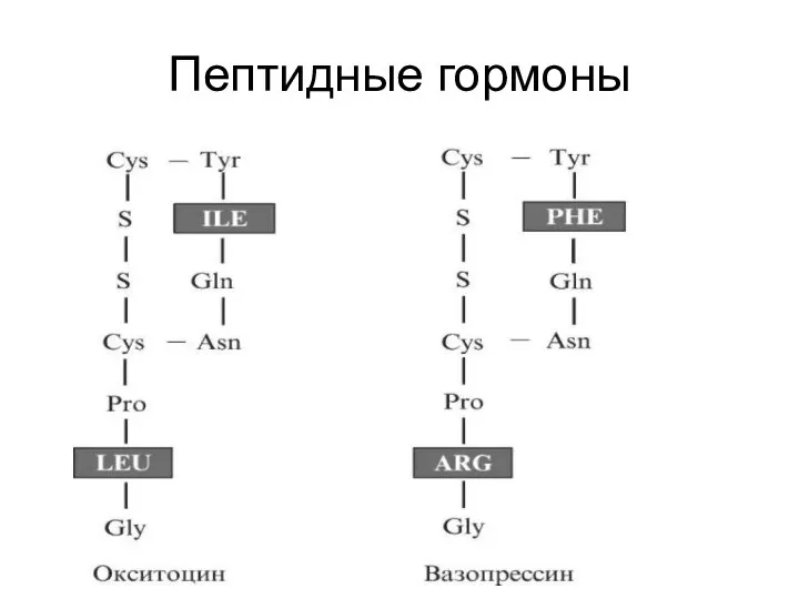 Пептидные гормоны