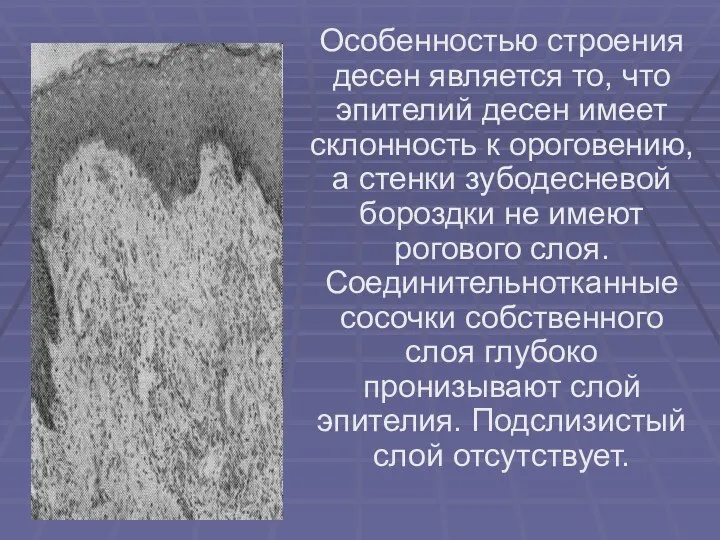 Особенностью строения десен является то, что эпителий десен имеет склонность к