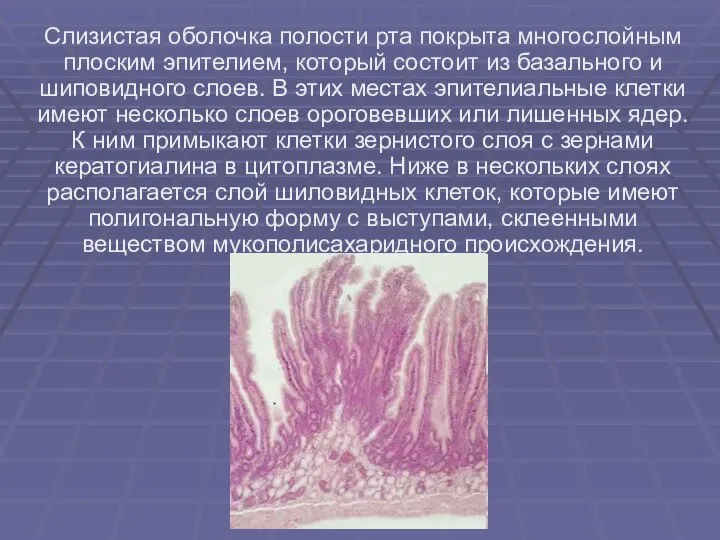 Слизистая оболочка полости рта покрыта многослойным плоским эпителием, который состоит из