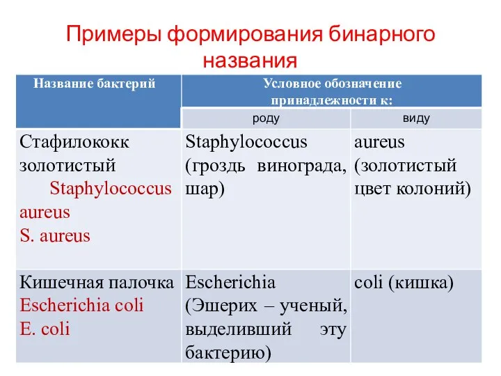 Примеры формирования бинарного названия