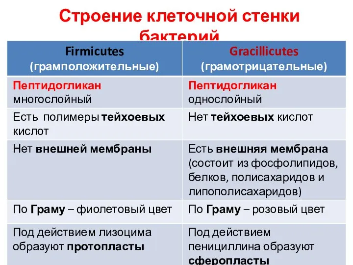 Строение клеточной стенки бактерий