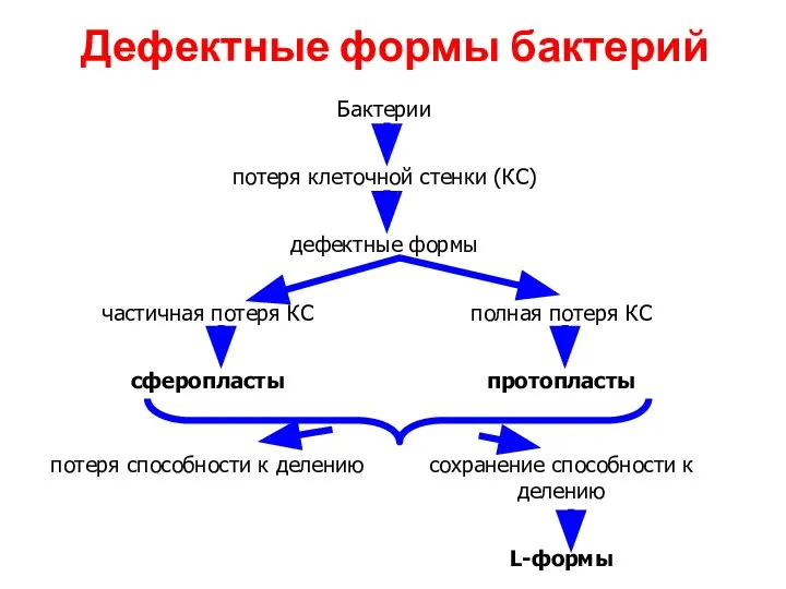 Дефектные формы бактерий