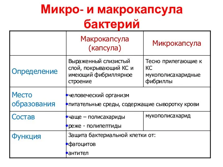 Микро- и макрокапсула бактерий