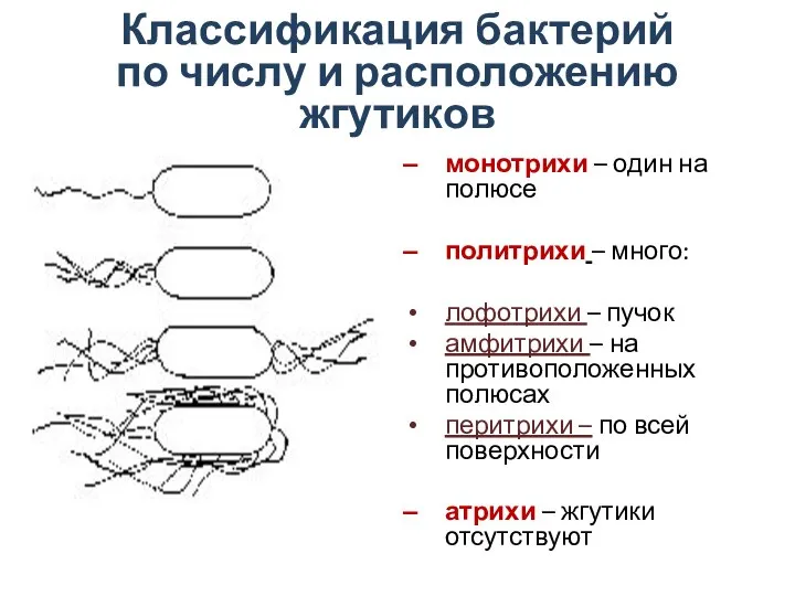 Классификация бактерий по числу и расположению жгутиков монотрихи – один на