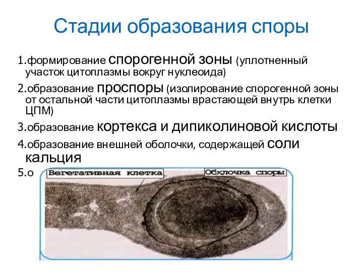 Стадии образования споры формирование спорогенной зоны (уплотненный участок цитоплазмы вокруг нуклеоида)