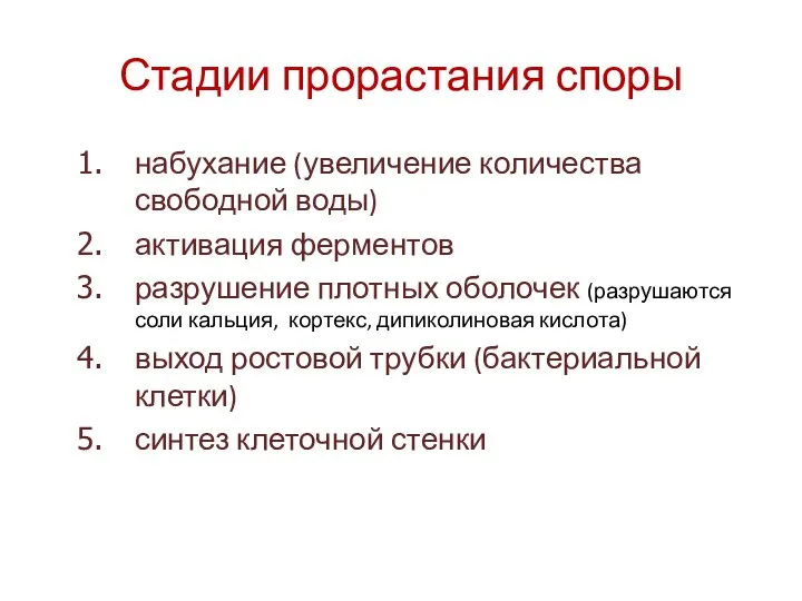 Стадии прорастания споры набухание (увеличение количества свободной воды) активация ферментов разрушение