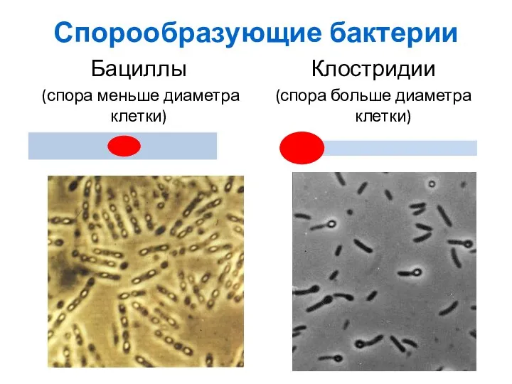 Спорообразующие бактерии Бациллы (спора меньше диаметра клетки) Клостридии (спора больше диаметра клетки)