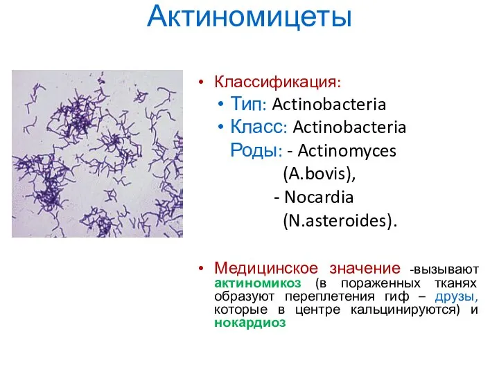 Актиномицеты Классификация: Тип: Actinobacteria Класс: Actinobacteria Роды: - Actinomyces (A.bovis), -