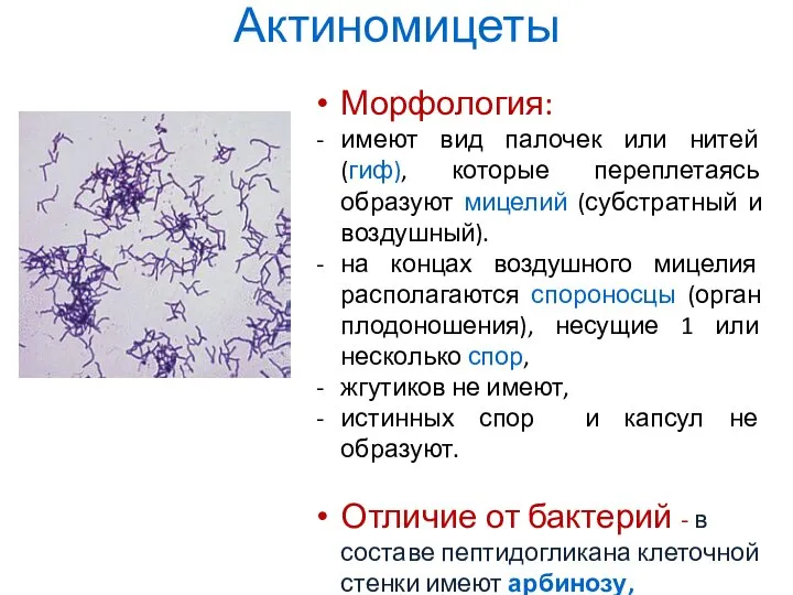 Актиномицеты Морфология: имеют вид палочек или нитей (гиф), которые переплетаясь образуют