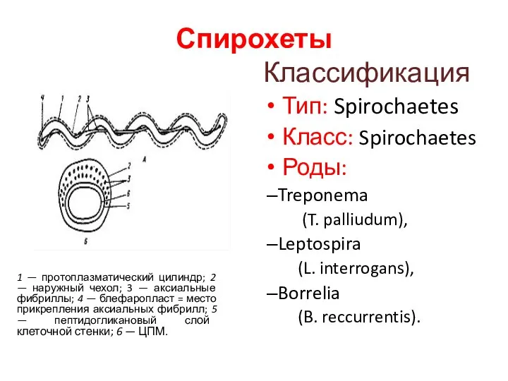 Спирохеты Классификация Тип: Spirochaetes Класс: Spirochaetes Роды: Treponema (T. palliudum), Leptospira