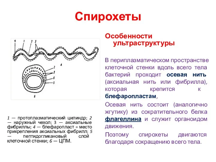 Спирохеты Особенности ультраструктуры В периплазматическом пространстве клеточной стенки вдоль всего тела