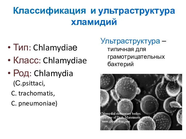 Классификация и ультраструктура хламидий Тип: Chlamydiaе Класс: Chlamydiae Род: Chlamydia (С.psittaci,