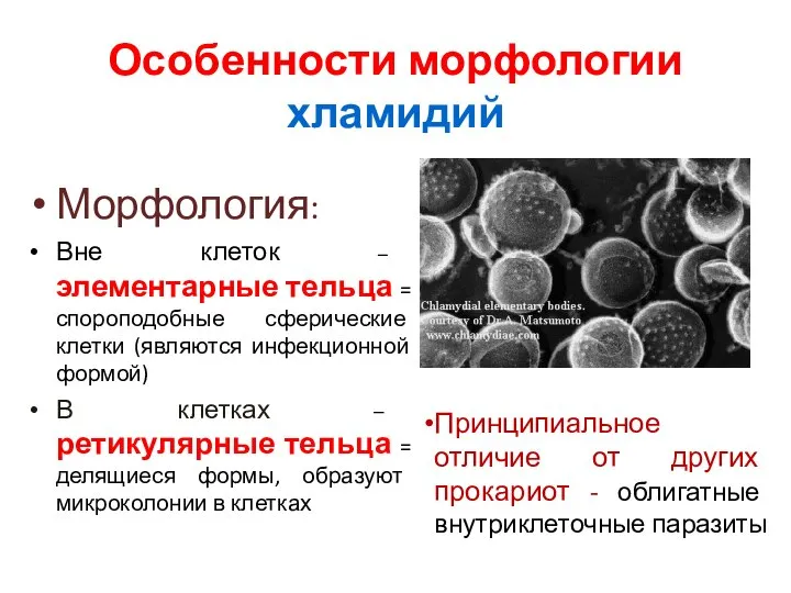 Особенности морфологии хламидий Морфология: Вне клеток – элементарные тельца = спороподобные