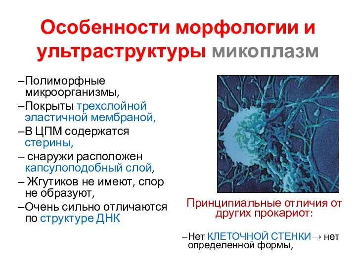 Особенности морфологии и ультраструктуры микоплазм Полиморфные микроорганизмы, Покрыты трехслойной эластичной мембраной,