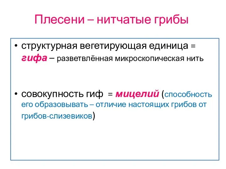 Плесени – нитчатые грибы структурная вегетирующая единица = гифа – разветвлённая