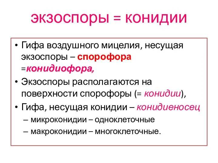 экзоспоры = конидии Гифа воздушного мицелия, несущая экзоспоры – спорофора =конидиофора,