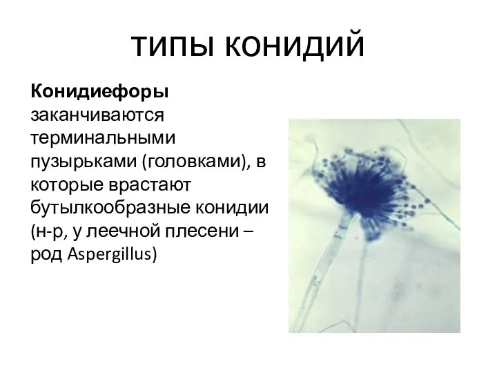 типы конидий Конидиефоры заканчиваются терминальными пузырьками (головками), в которые врастают бутылкообразные