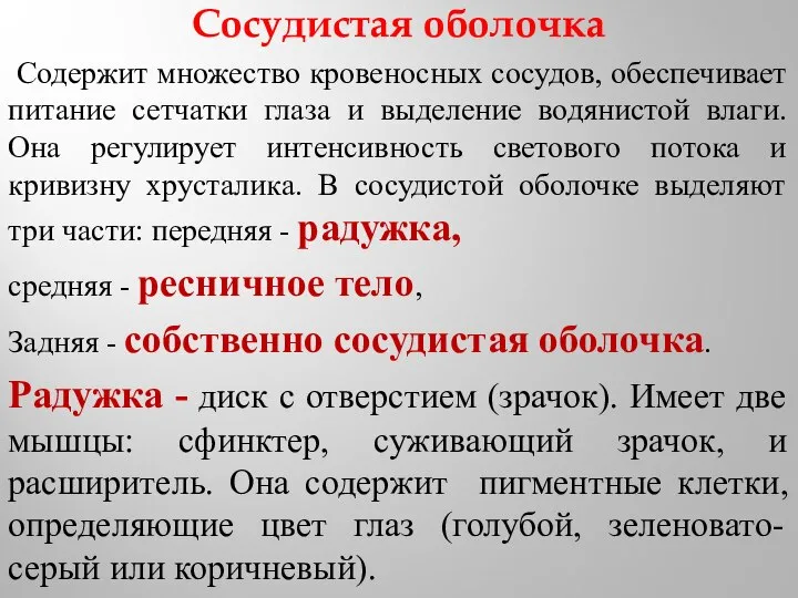 Сосудистая оболочка Содержит множество кровеносных сосудов, обеспечивает питание сетчатки глаза и