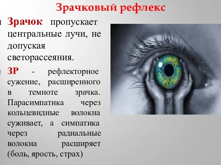 Зрачковый рефлекс Зрачок пропускает центральные лучи, не допуская светорассеяния. ЗР -