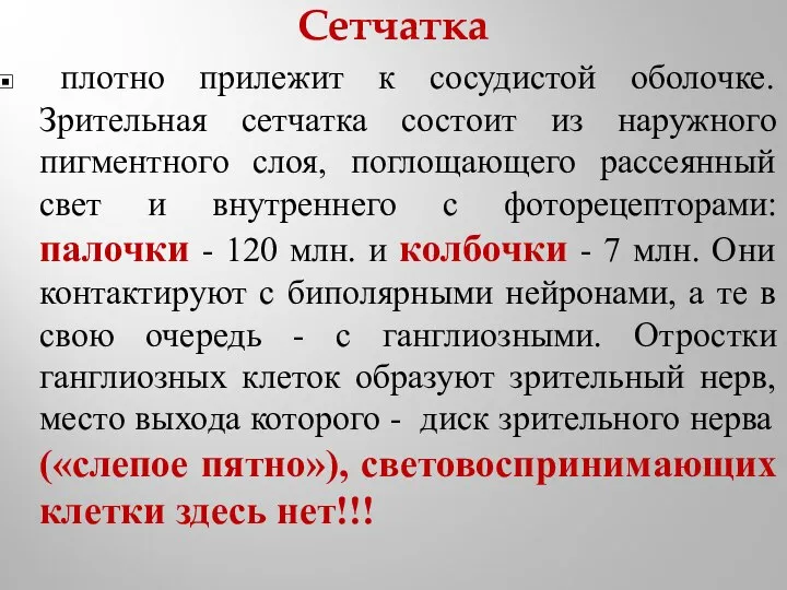 Сетчатка плотно прилежит к сосудистой оболочке. Зрительная сетчатка состоит из наружного