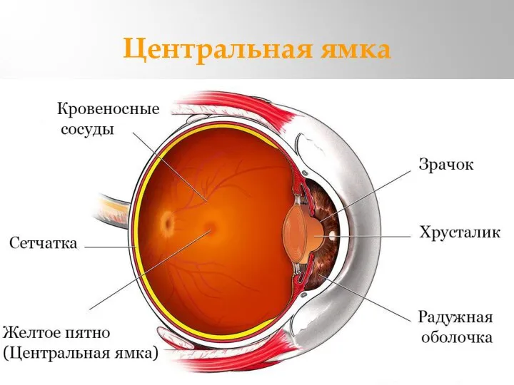 Центральная ямка